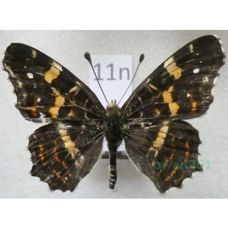 Araschnia levana (Linnaeus, 1758) male form Rusałka kratkowiec Poland11n